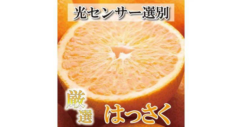 【ふるさと納税】＜4月より発送＞厳選 樹上完熟はっさく4kg+120g（傷み補償分）【八朔】【さつき・木成】 | フルーツ 果物 くだもの 食品 人気 おすすめ 送料無料 有田の春みかん 五月八朔 さつきはっさく 木生りはっさく きなりはっさく 光センサー選別