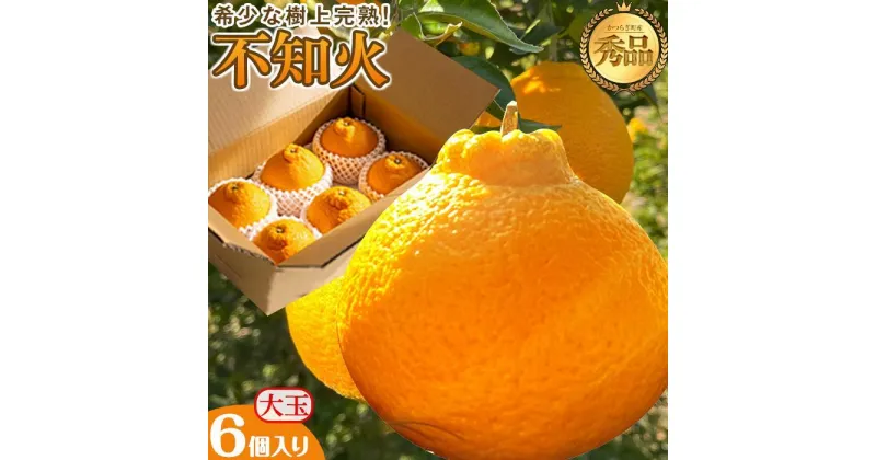 【ふるさと納税】不知火 希少な樹上完熟！ 秀品大玉 6個入 (約2kg)　【先行予約 2025年発送】【KT2】 | フルーツ 果物 くだもの 食品 人気 おすすめ 送料無料