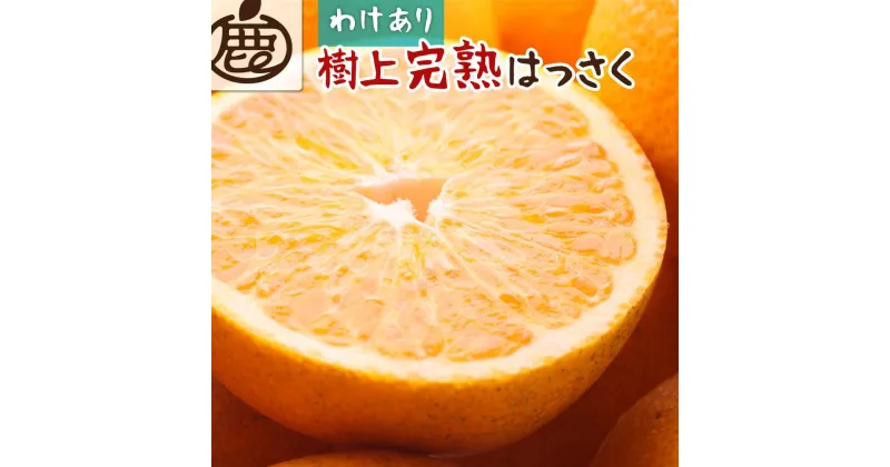 【ふるさと納税】＜4月より発送＞家庭用 樹上完熟はっさく10kg+300g（傷み補償分）【八朔】【わけあり・訳あり】【さつき・木成】【IKE36】 | 柑橘 フルーツ 果物 くだもの 食品 人気 おすすめ 送料無料