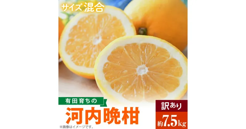 【ふるさと納税】【先行予約】有田育ちの 河内晩柑 【訳あり 家庭用】7.5kg (サイズ混合)【ミカン 蜜柑 灘オレンジ サウスオレンジ 柑橘 フルーツ 和歌山 有田】