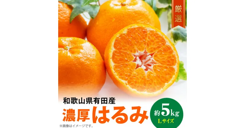 【ふるさと納税】【限定】 和歌山有田の濃厚 はるみ 5kg (Lサイズ)【ハルミ 春見 ミカン 蜜柑 柑橘 和歌山 有田】