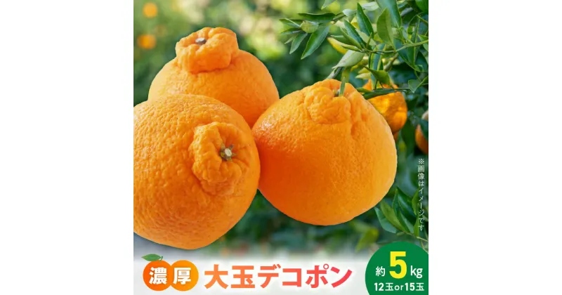 【ふるさと納税】【限定】 デコポン 約 5kg 大玉 12or15玉 おまかせ 不知火 ハウスデコポン 露地栽培 厳選 フルーツ 果物 柑橘 果実 ぷりっぷり 濃厚 甘味 国産 食品 食べ物 お取り寄せ 和歌山県 湯浅町 送料無料