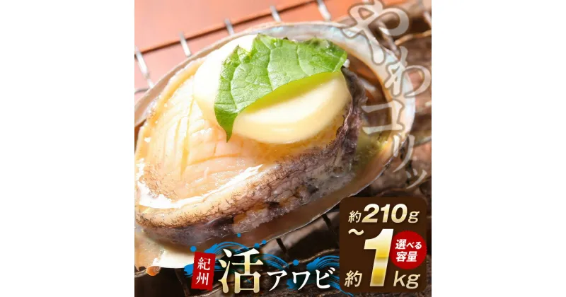 【ふるさと納税】 アワビ やわコリ食感 紀州 活アワビ 選べる 4個 ～ 20個 入り 鮮度 抜群 貝の王様 肉厚 絶品珍味 濃厚 旨味 コリコリ感 やわらか食感 紀州の味 国産 冷蔵 さしみ 串揚げ ステーキ 天ぷら 和歌山県 湯浅町 送料無料