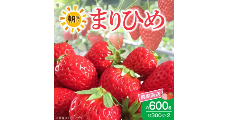 【ふるさと納税】高評価★4.67 朝摘み 完熟 まりひめ いちご 約300g×2パック (合計約600g)