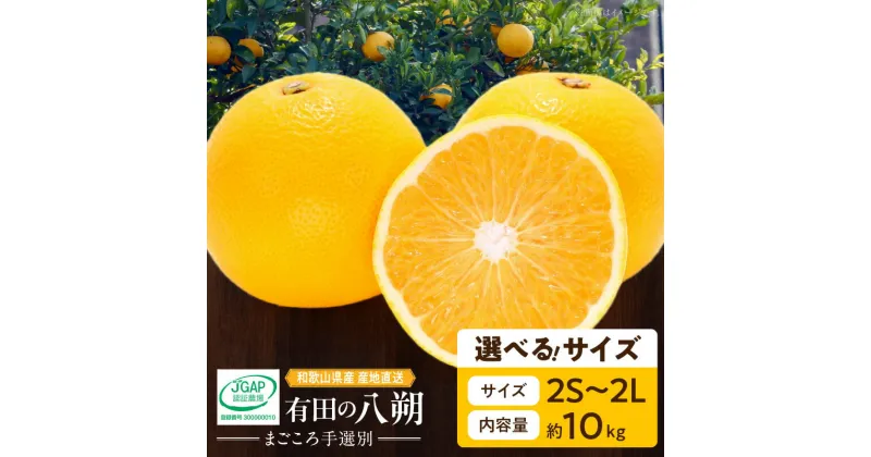 【ふるさと納税】和歌山県産 有田の 八朔 (はっさく) 10kg 選べるサイズ【まごころ手選別】【はっさく ハッサク 八朔 和歌山産】