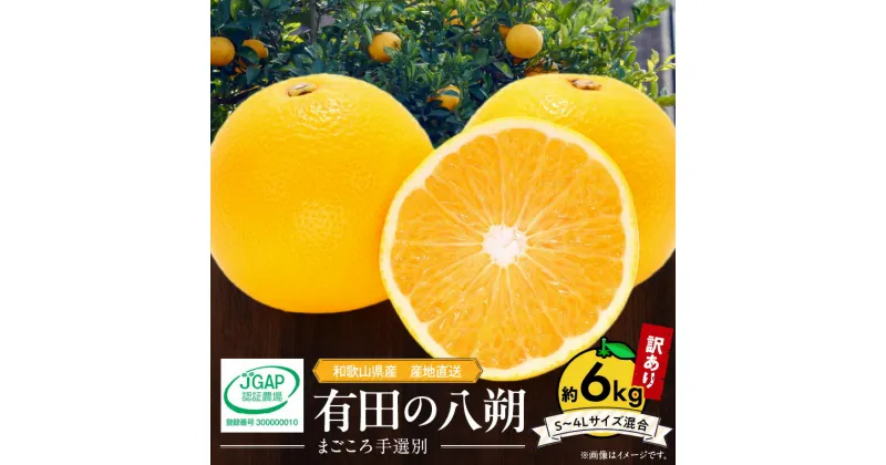 【ふるさと納税】【限定】 【先行予約】和歌山県産 有田の 八朔 (はっさく) 【訳あり 家庭用】 6kg(S～4Lサイズ混合)【まごころ手選別】【はっさく ハッサク 八朔 和歌山産】