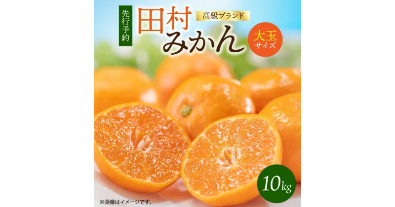 【ふるさと納税】【限定】 【2024年 先行予約】高級ブランド 田村みかん 10kg 大玉サイズ【ミカン 蜜柑 柑橘 温州みかん 有田みかん 和歌山】