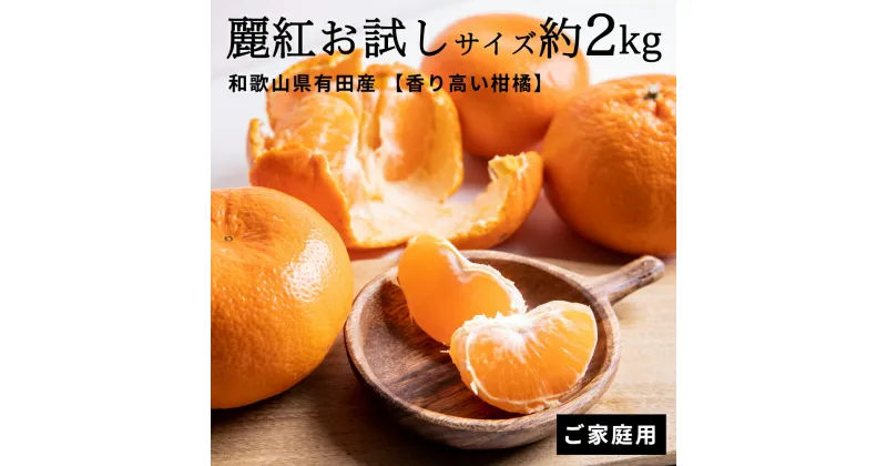 【ふるさと納税】【香り高い柑橘】和歌山県有田産 麗紅 お試しサイズ 約2kg【訳あり 家庭用】【ミカン 蜜柑 柑橘 温州みかん 有田みかん 和歌山 有田】