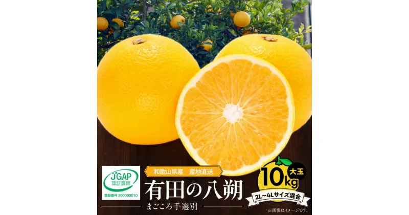 【ふるさと納税】【先行予約】 有田の八朔 (はっさく) 10kg 大玉 2L ～ 4L サイズ混合 甘い さわやか まごころ 手選別 和歌山県産 八朔 柑橘 果物 果実 フルーツ こだわり 大粒 JGAP 認証農場 産地直送 あしのや 食べ物 食品 和歌山県 湯浅町 お取り寄せ 送料無料