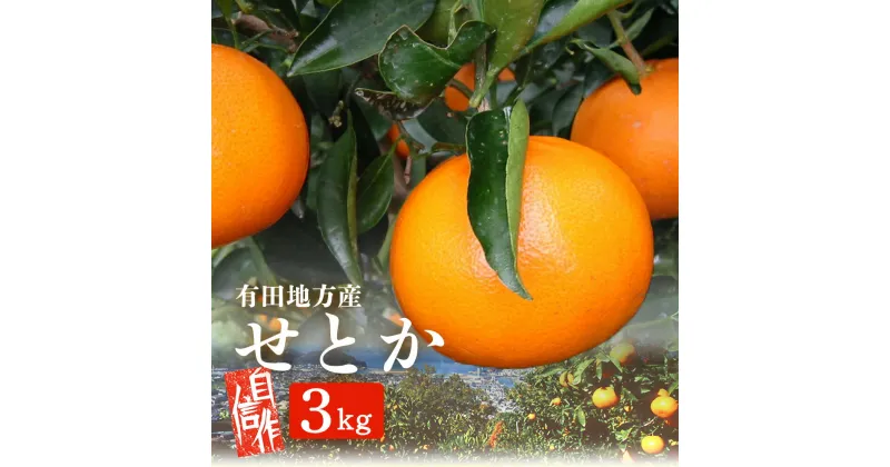 【ふるさと納税】有田地方産 せとか 3kg L ～ 4L サイズ【ミカン 蜜柑 春みかん 柑橘】