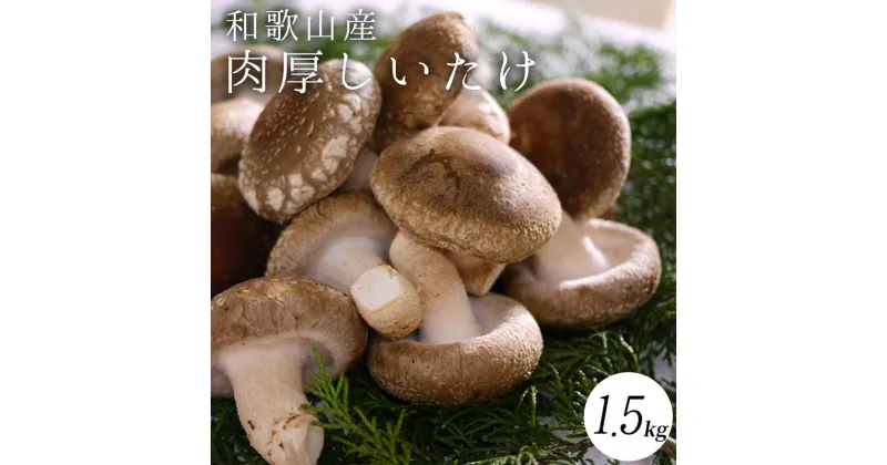 【ふるさと納税】最高級 肉厚椎茸 清流椎茸 1.5kg【しいたけ シイタケ 椎茸 生椎茸 国産 和歌山産】