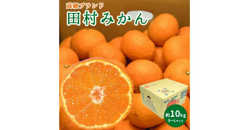 【ふるさと納税】【2024年 先行予約】高級ブランド 田村みかん 秀品 10kg (S～Lサイズおまかせ）【ミカン 蜜柑 柑橘 温州みかん 有田みかん】