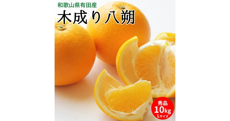 【ふるさと納税】【先行予約】木成り八朔 秀品 約10kg Lサイズ 和歌山県有田産【はっさく ハッサク 八朔 和歌山】