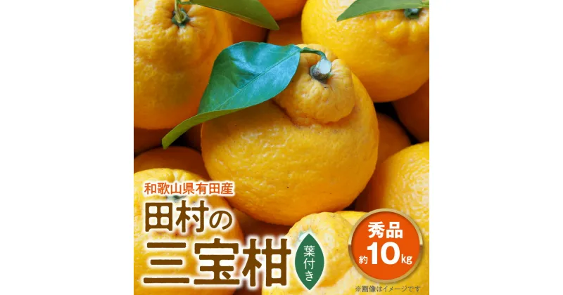 【ふるさと納税】田村の三宝柑（葉付き）秀品 約10kg 和歌山県有田産【ミカン 蜜柑 春みかん 柑橘】