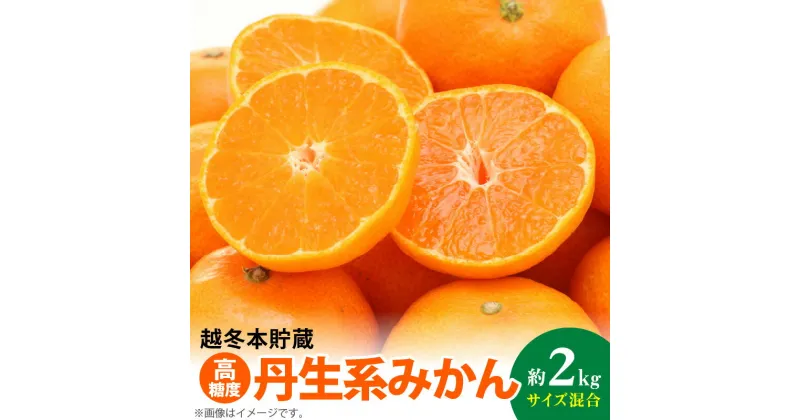 【ふるさと納税】【ふるさと納税】【高糖系みかん】越冬本貯蔵 丹生系みかん 約2kg