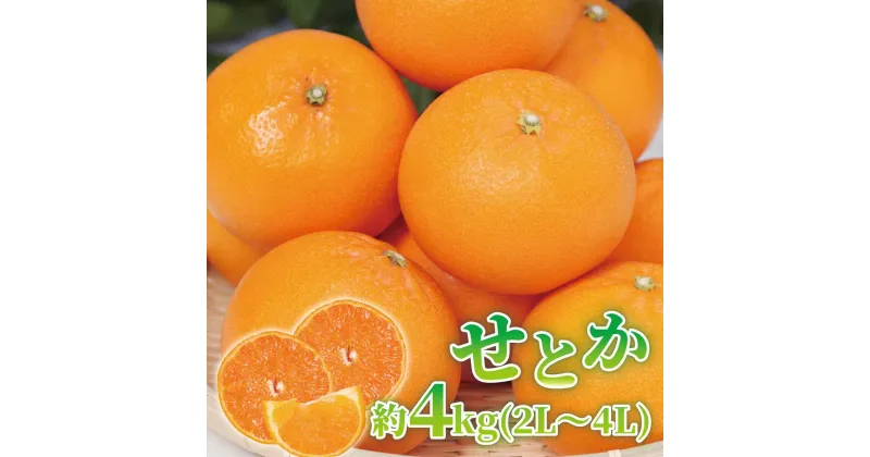 【ふるさと納税】【限定】 せとか 約4kg (2L～4Lサイズ) 【紀州グルメ市場】【ミカン 蜜柑 せとか 柑橘】