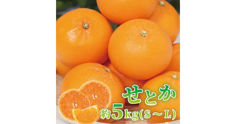 【ふるさと納税】【限定】 せとか 約5kg (S～Lサイズ) 【紀州グルメ市場】【ミカン 蜜柑 せとか 柑橘】