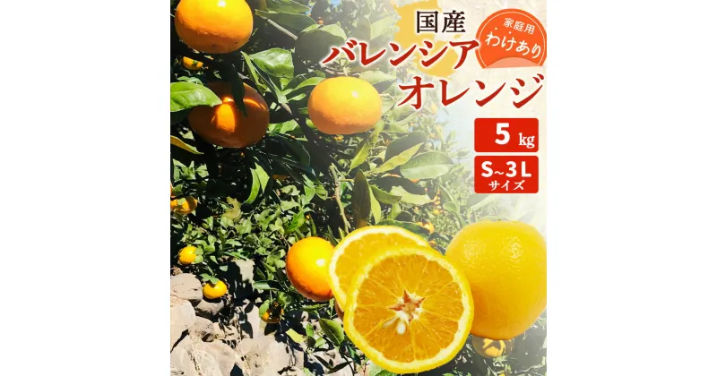 【ふるさと納税】【限定】 【先行予約】国産 バレンシアオレンジ 【訳あり 家庭用】 5kg S～3Lサイズ【バレンシア オレンジ 国産オレンジ 柑橘 和歌山 有田】