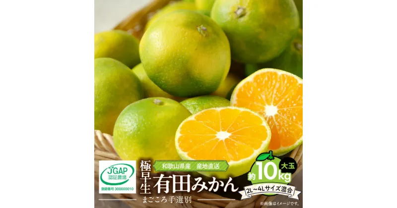 【ふるさと納税】【まごころ手選別】和歌山の有田みかん(極早生)10kg 大玉2L～4Lサイズ混合