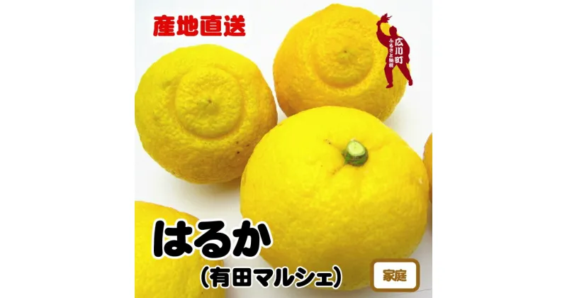 【ふるさと納税】【人気柑橘】有田育ちの はるか みかん（訳あり 家庭用） ※1月下旬～2月下旬頃に順次発送予定 ※北海道・沖縄・その他離島地域は発送不可 / みかん 蜜柑 柑橘 果物 フルーツ くだもの 果実 国産 和歌山県 晩柑 //dekopon