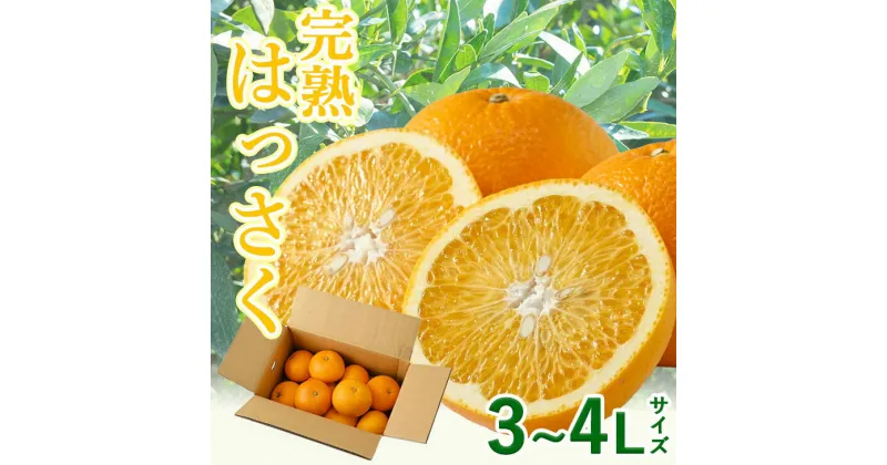 【ふるさと納税】 タカじいの 完熟 さつきはっさく 5kg (特大サイズ) 11000円 ※4月上旬〜4月下旬頃に順次発送予定 ＜紀州有田産＞ / さつき八朔 八朔 みかん 完熟 柑橘 果物 フルーツ 和歌山 紀州 有田 //hassaku //jcm