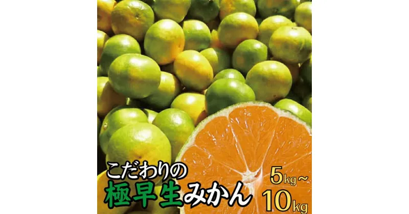 【ふるさと納税】 こだわりの 極早生みかん 8000円 10000 12000円 農家直送 有機質肥料100% サイズ混合 ※10月上旬～11月上旬頃に順次発送予定 ※北海道・沖縄・離島への配送不可 / みかん 極早生 早生 柑橘 果物 くだもの 果実 フルーツ 和歌山 有田 //goku