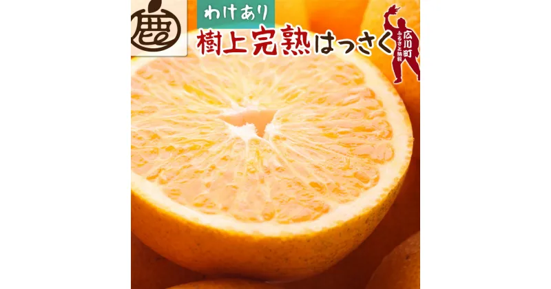 【ふるさと納税】家庭用 樹上完熟はっさく【有田の春みかん・五月八朔・木生りはっさく】【光センサー選別】【訳あり・わけあり】 ※4月上旬〜6月下旬頃に順次発送予定 ※北海道・沖縄・離島への配送不可 //dekopon