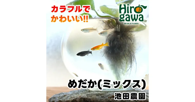 【ふるさと納税】 メダカ ミックス 稚魚 【 めだか 未選別 セット 】 ※北海道・沖縄・離島への配送不可 / めだか 生体 改良 MIX おまかせ ランダム 観賞魚 淡水魚 アクアリウム ビオトープ 夏休み 自由研究 水槽 鉢 卵 エサ 餌 水草 //pet