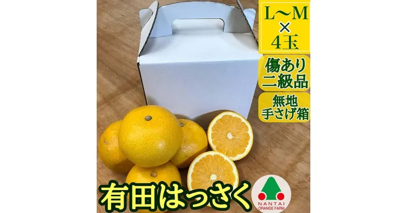 【ふるさと納税】有田 はっさく L または M 4玉入 ちょっと 傷あり 手さげ箱 南泰園