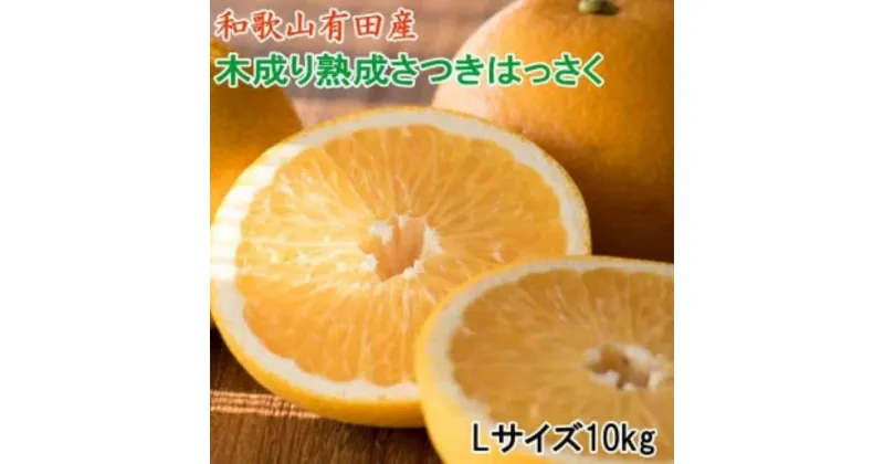 【ふるさと納税】こだわりの和歌山有田産木成り熟成さつき八朔10kg(Lサイズ) ★2025年4月より順次発送