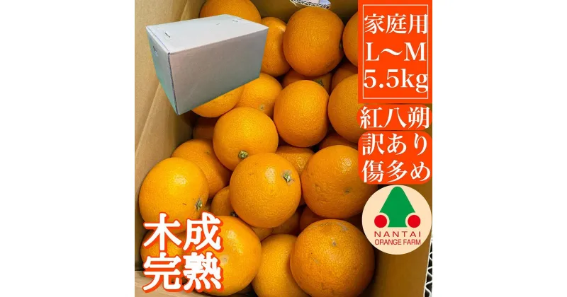 【ふるさと納税】家庭用 5.5kg 訳あり 傷多め 木成完熟 紅はっさく L または M サイズ 茶箱 南泰園【2025年4月上旬～発送】 | 和歌山 果物 くだもの フルーツ 柑橘 蜜柑 はっさく 紅はっさく 訳アリ 傷 箱入り 木成り 完熟 特秀 化粧箱 ブランド 取り寄せ ご当地 期間限定