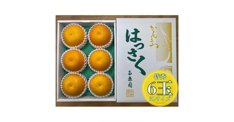 【ふるさと納税】化粧箱 手詰め 有田 はっさく 特秀 大玉 3L サイズ × 6玉入 南泰園