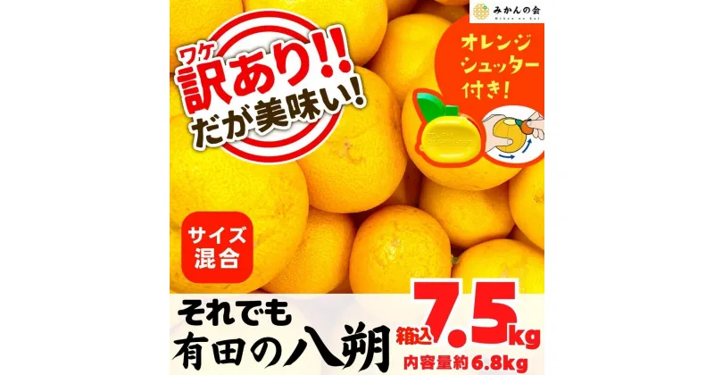 【ふるさと納税】八朔 訳あり それでも 有田の八朔 (はっさく) 箱込 7.5kg (内容量約 6.8kg) サイズミックス B品 和歌山県産 産地直送【おまけ付き】【みかんの会】 | みかん 八朔 和歌山 家庭用 和歌山県 有田川町 訳あり ふるさと納税 返礼品 故郷納税