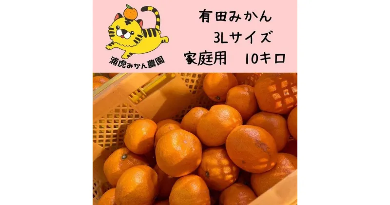 【ふるさと納税】温州みかん　家庭用 10kg ( 3Lサイズ以上 ) 大きいミカンが好きな人におすすめ