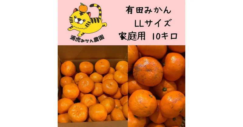 【ふるさと納税】温州みかん 家庭用10kg（2Lサイズ指定） 大きいミカンが好きな人におすすめ