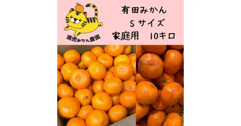 【ふるさと納税】訳あり温州みかん 家庭用 10kg (Sサイズ指定)