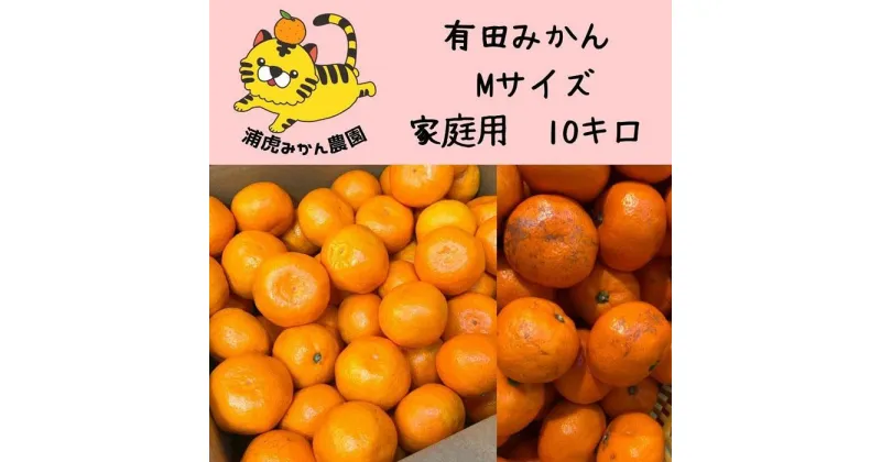 【ふるさと納税】訳あり温州みかん 家庭用 10kg (Mサイズ指定)