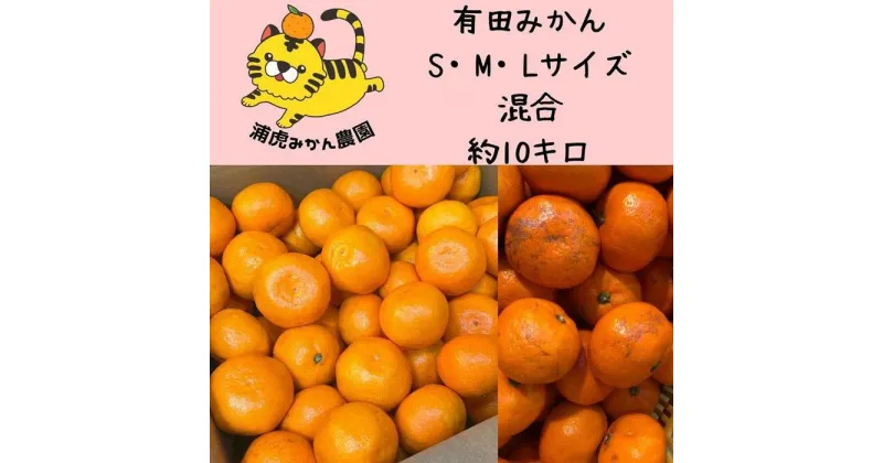 【ふるさと納税】訳あり温州みかん 家庭用 10kg (SMLサイズ混合)