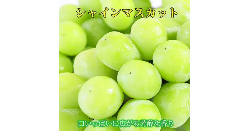 【ふるさと納税】紀州有田産シャインマスカット　約1.2kg【先行予約】【2025年8月下旬以降発送予定】 | ぶどう ブドウ 葡萄 フルーツ 果物 くだもの ギフト そのまま食べられる　お取り寄せ　グルメ 皮のまま 送料無料 高級