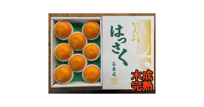 【ふるさと納税】木成完熟 紅はっさく 特秀 L × 8玉 または M × 10玉 サイズ 化粧箱 南泰園【2025年4月上旬～発送】