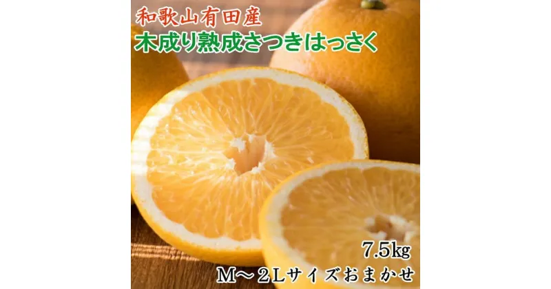 【ふるさと納税】こだわりの和歌山有田産木成り熟成さつき八朔7.5Kg(M～2Lサイズおまかせ) ★2025年4月より順次発送