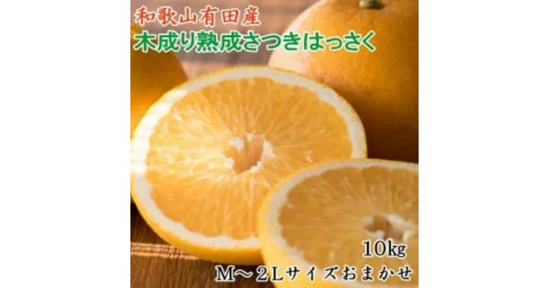 【ふるさと納税】こだわりの和歌山有田産木成り完熟八朔「さつき」　M～2Lサイズおまかせ　10Kg入り★2025年4月より順次発送