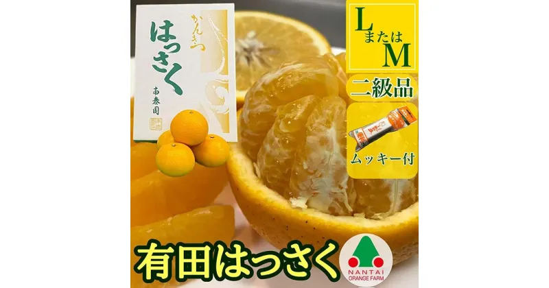 【ふるさと納税】有田 はっさく L × 8玉 または M × 10玉 サイズ ちょっと 傷あり 手詰め ムッキー 同梱 南泰園 | フルーツ 果物 くだもの 食品 人気 おすすめ 送料無料