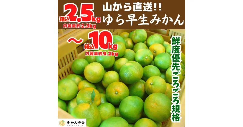 【ふるさと納税】ゆら早生 みかん 山から直送 箱込 2.5～10kg 採れたてそのままごろごろ規格 有田みかん 和歌山県産 【みかんの会】 | 和歌山 フルーツ 果物 くだもの かんきつ 柑橘 柑橘類 みかんの会 送料込み 送料無料