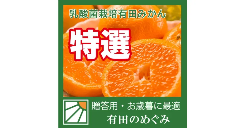 【ふるさと納税】有田みかん M 5kg ミカン選手権入賞 贈答用 乳酸菌栽培 | フルーツ 果物 くだもの 食品 人気 おすすめ 送料無料