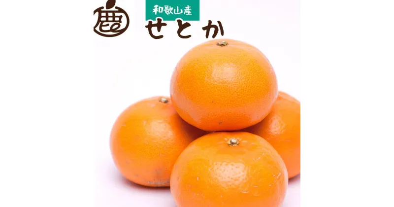 【ふるさと納税】＜2月より発送＞厳選 せとか1.5kg+75g（傷み補償分）【柑橘・春みかんの王様】【光センサー選果・食べ頃出荷】【2月中旬より発送】 | みかん 蜜柑 フルーツ 果物 くだもの 食品 人気 おすすめ 送料無料 柑橘 春みかんの王様 光センサー選果 食べ頃出荷