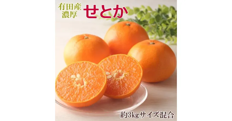 【ふるさと納税】一度は食べていただきたい「有田産のせとか」約3kg（サイズ混合）★2025年2月中旬頃より順次発送