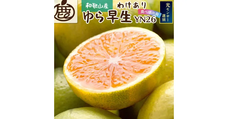 【ふるさと納税】家庭用 極早生有田みかん 2.5kg+75g（傷み補償分）【YN26・ゆら早生】【わけあり・訳あり】＜2024年9月中旬より発送＞ | みかん 蜜柑 フルーツ 果物 くだもの 食品 人気 おすすめ 送料無料