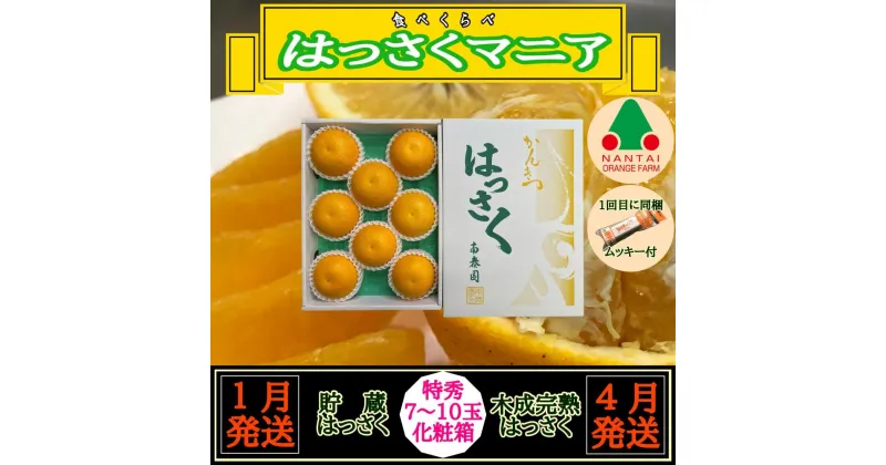 【ふるさと納税】1・4月発送 全2回 定期便 はっさく マニア 貯蔵 ＆ 木成完熟 特秀 7 ～ 10玉 和歌山 有田 南泰園 | フルーツ 果物 くだもの 食品 人気 おすすめ 送料無料