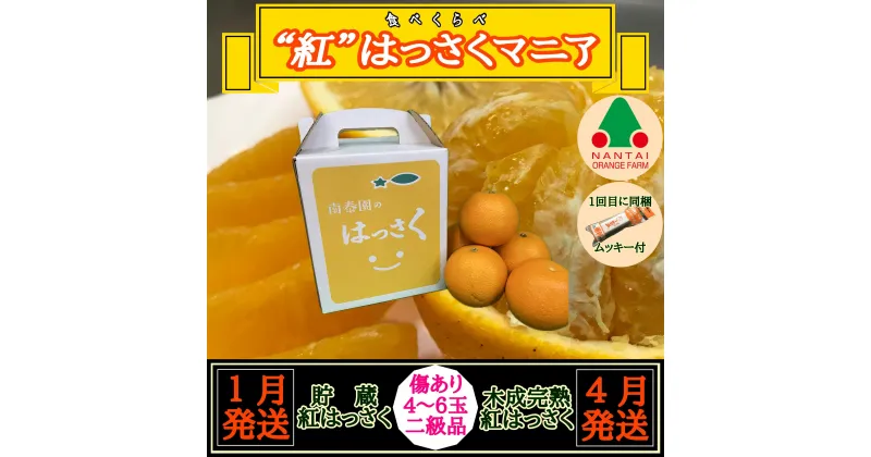 【ふるさと納税】1・4月発送 全2回 定期便 紅はっさく マニア 貯蔵 ＆ 木成完熟 傷あり 二級品 4 ～ 6玉 化粧箱 和歌山 有田 南泰園 | 柑橘 フルーツ 果物 くだもの 食品 人気 おすすめ 送料無料